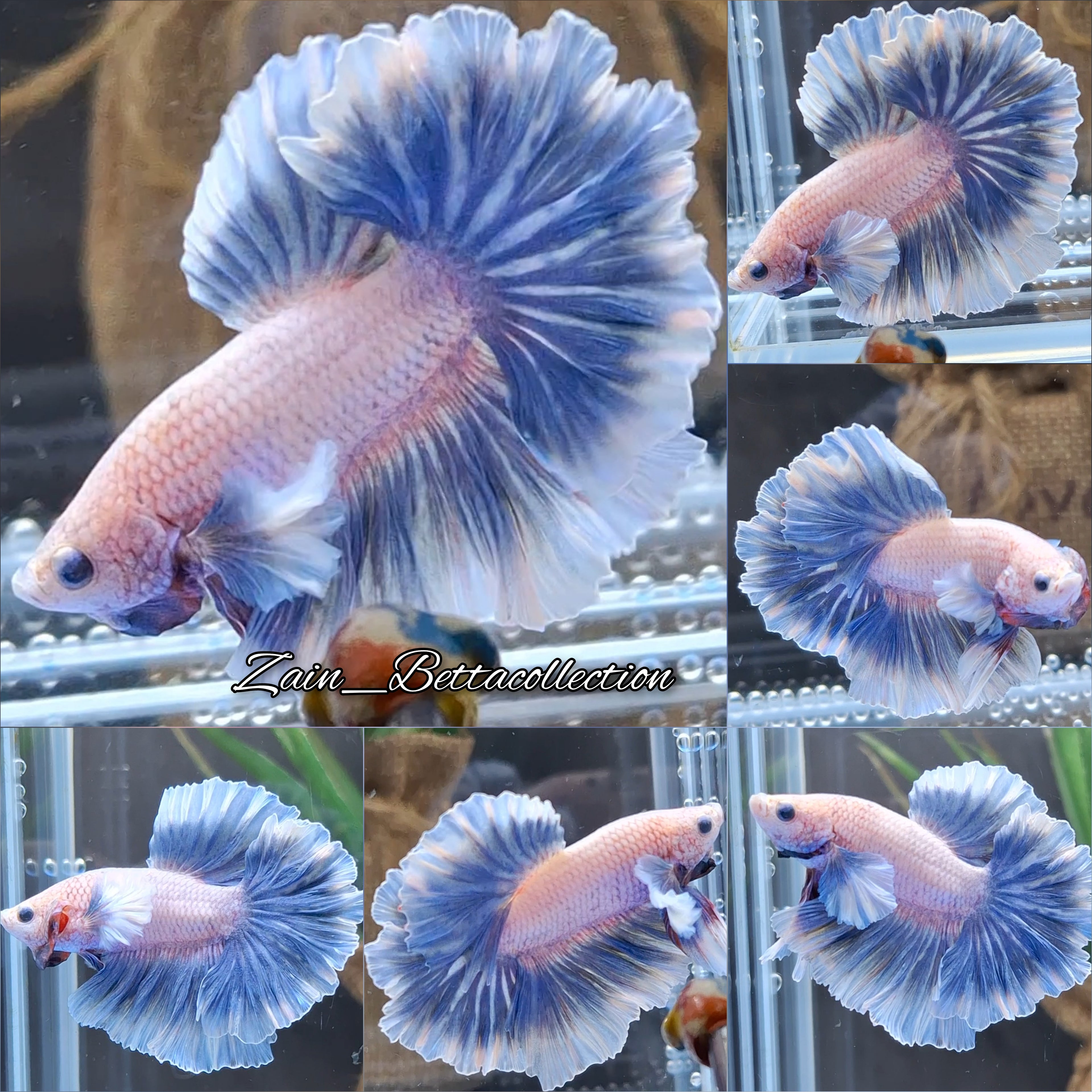 Dumbo Rose Ear Halfmoon King Feathertail Blue Sky Premium Betta Fish Male