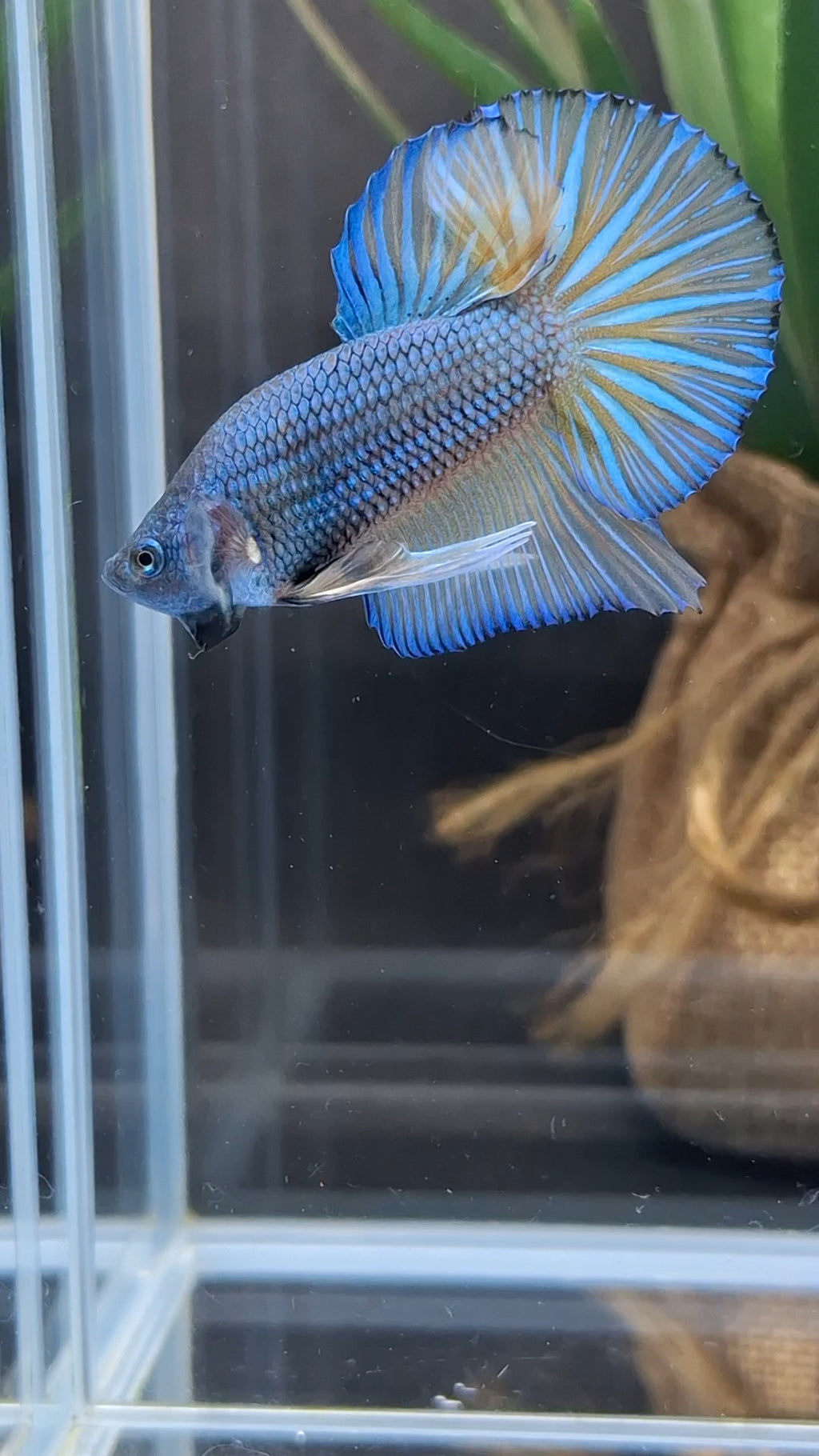 Mustard Gas Big Tail HMPK Betta Fish Male