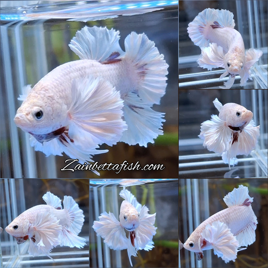 Premium Super Dumbo Ear Rose Rare Betta Fish Male