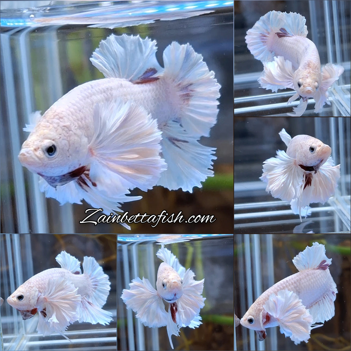 Premium Super Dumbo Ear Rose Rare Betta Fish Male