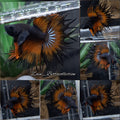 King Crowntail Orange Mustard Gas Betta Fish Male