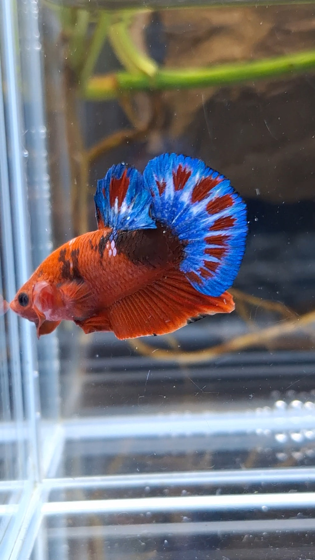 Red Hellboy Bold Fancy Blue Tail Plakat HMPK Betta Fish Male
