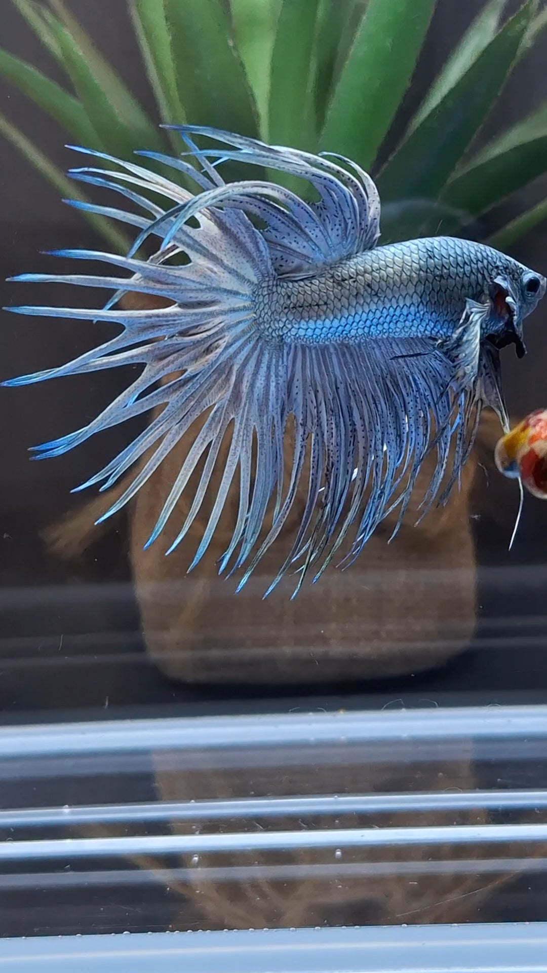 Premium Crowntail Copper Large Size Betta Fish Male