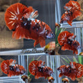 Red Koi Copper HMPK Betta Fish Male