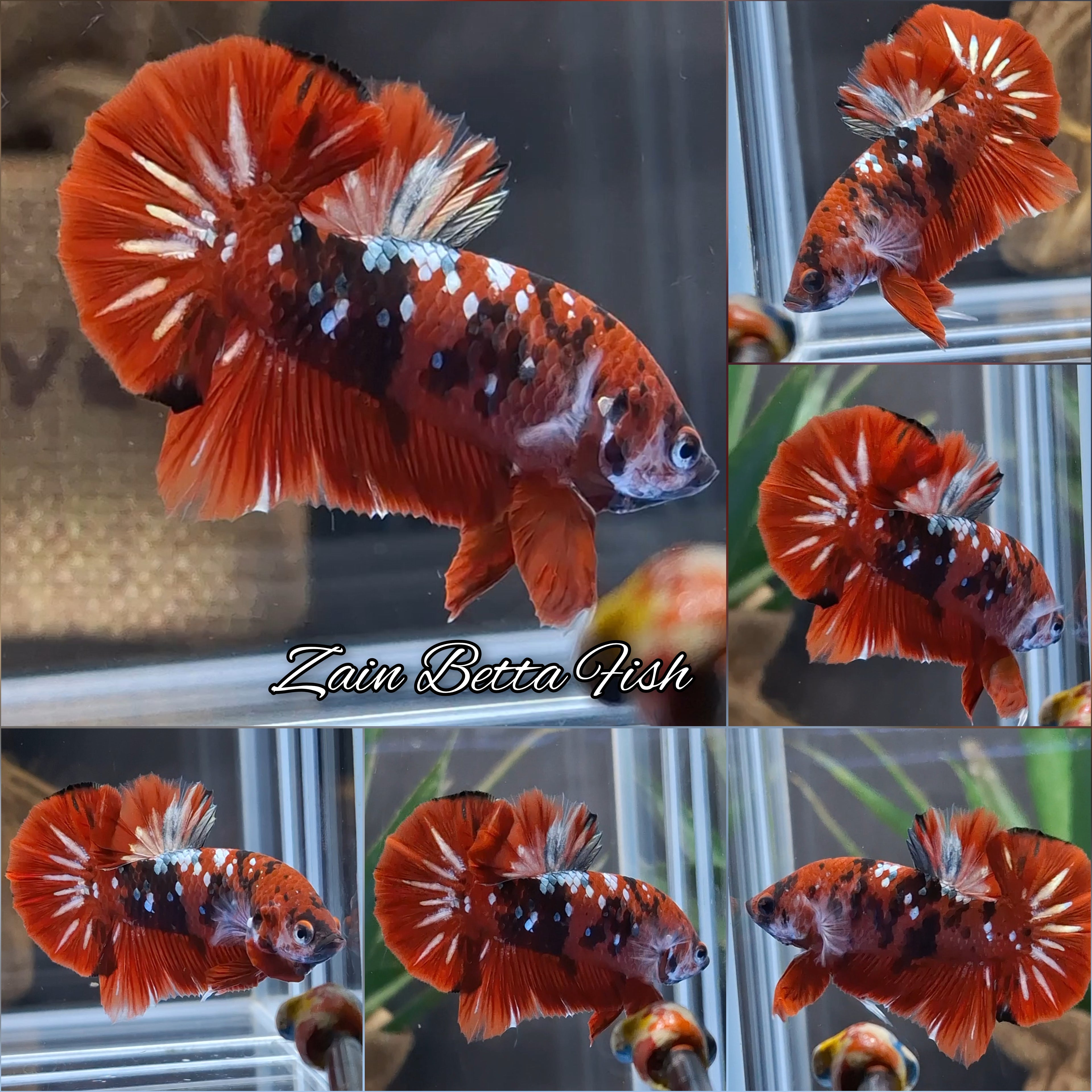 Red Koi Copper HMPK Betta Fish Male