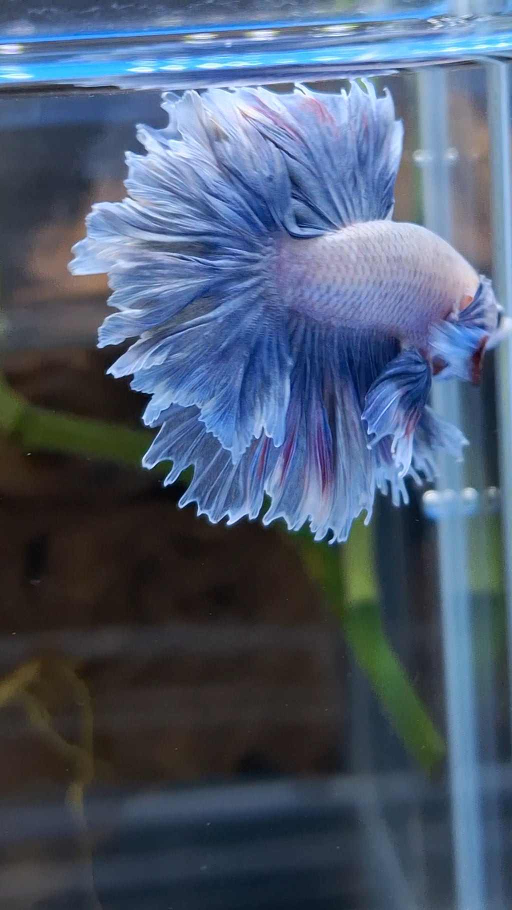 Halfmoon King Feathertail Dumbo Ear Rose Grizzle Purple Wash Betta Fish Male