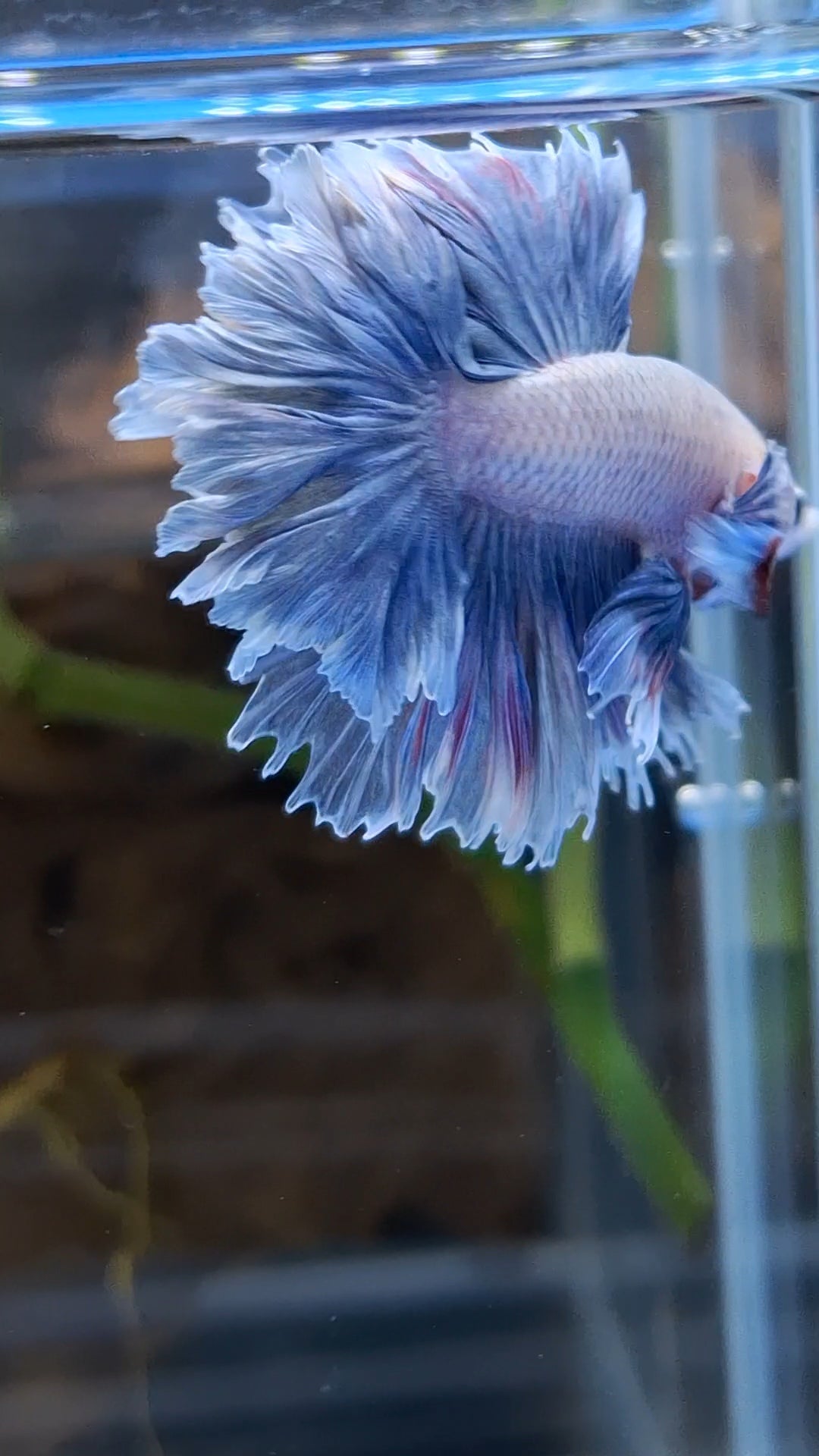 Halfmoon King Feathertail Dumbo Ear Rose Grizzle Purple Wash Betta Fish Male