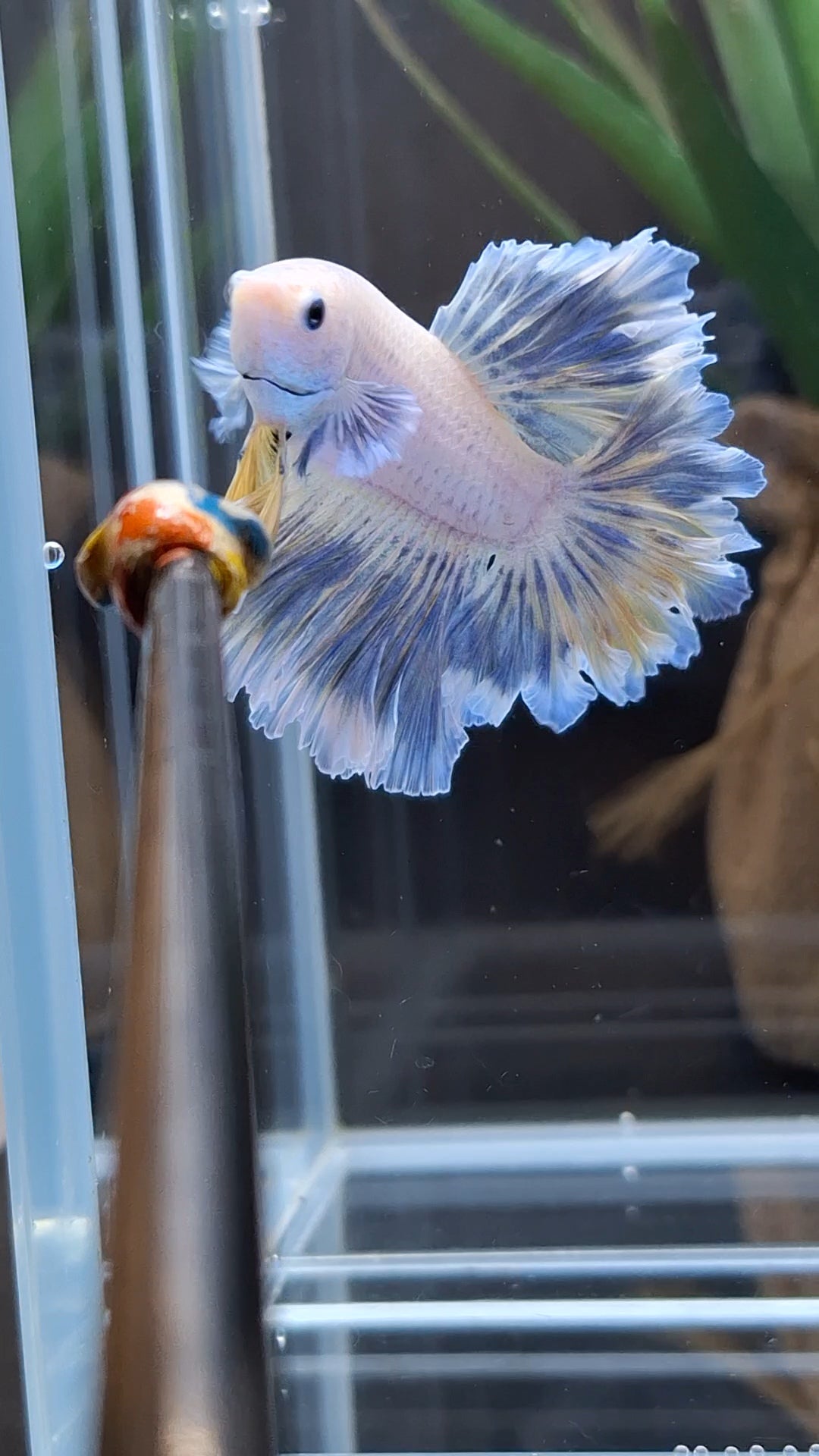 Feathertail Halfmoon Soft Grizzle Yellow Wash Rare Betta Fish Male