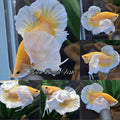 Dumbo Ear Super Gold Unique Form Short Body Rare HMPK Betta Fish Male