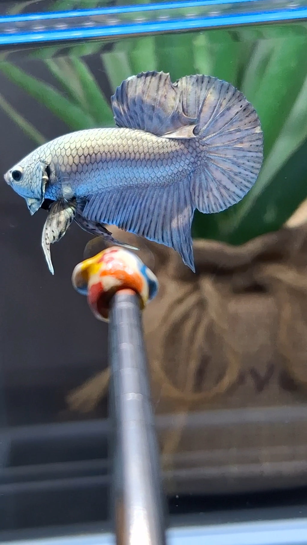 Copper Solid Premium Plakat HMPK Betta Fish