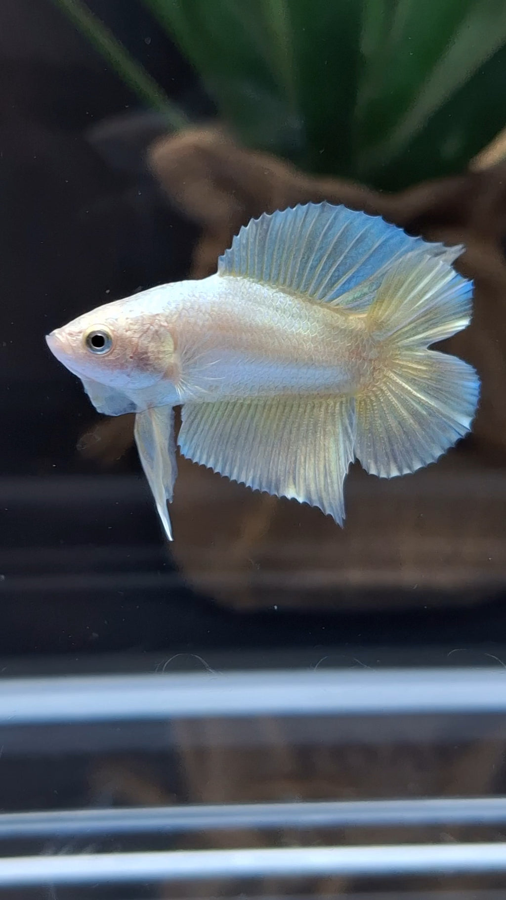 Junior Gold Double Tail Plakat DTPK HMPK Betta Fish Male