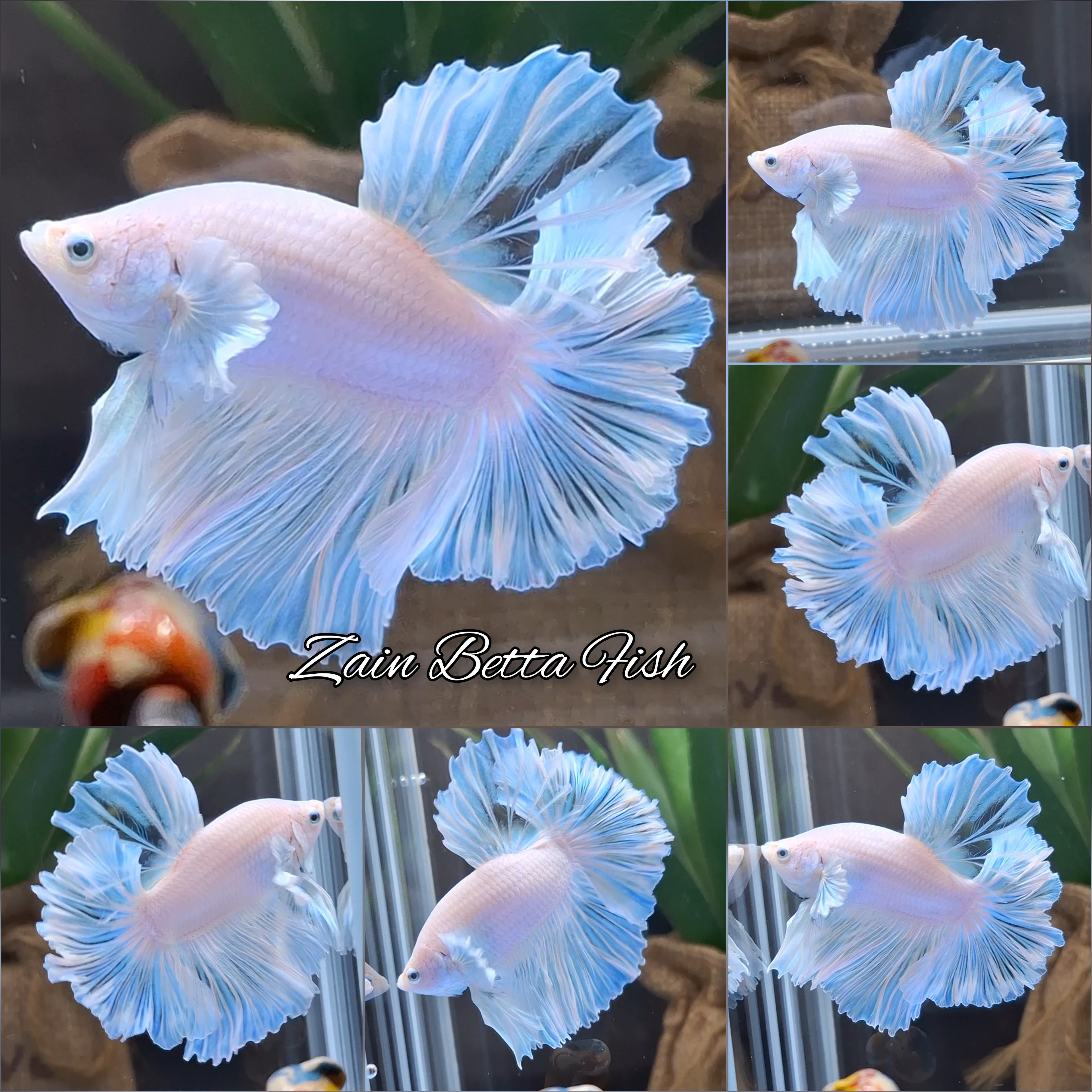 Premium Halfmoon King Feathertail White Unicorn Big Ear Rare Betta Fish Male