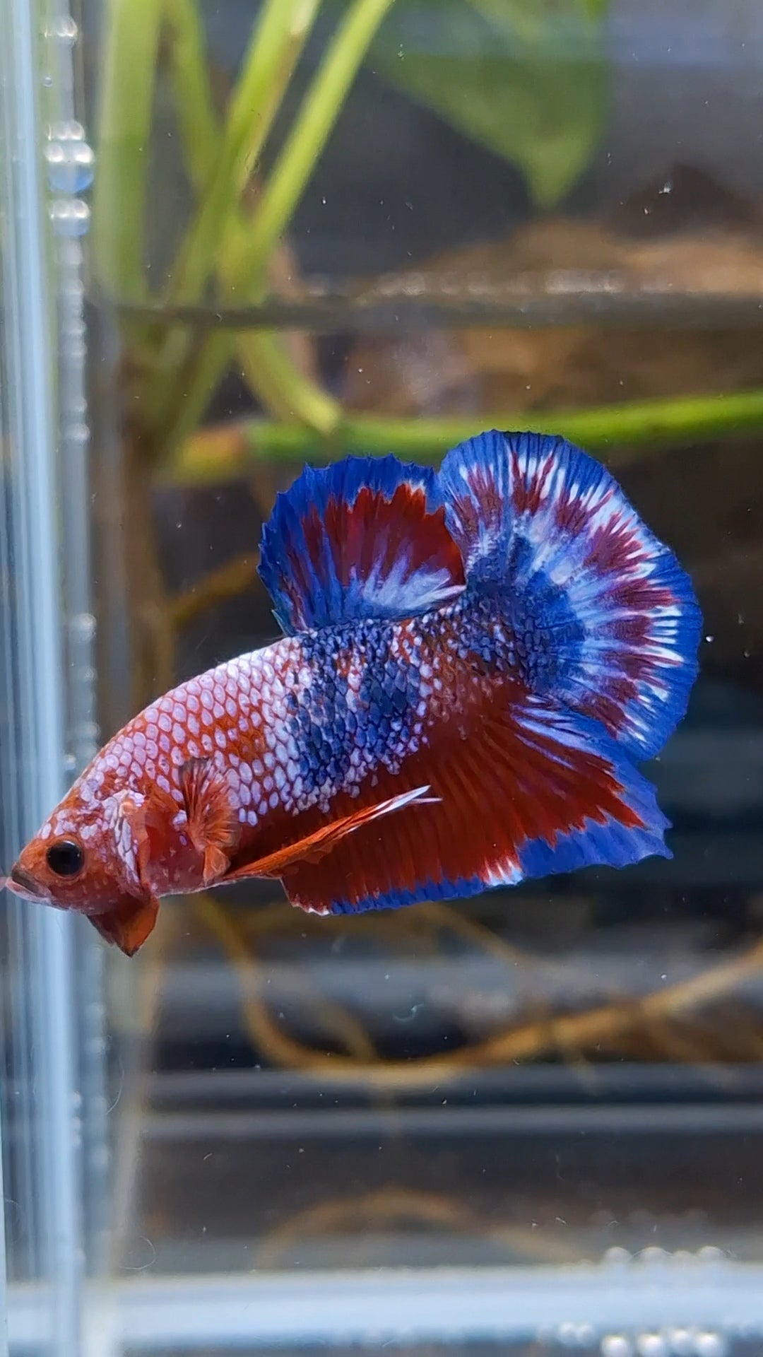 White Scale Fancy Plakat HMPK Betta Fish Male