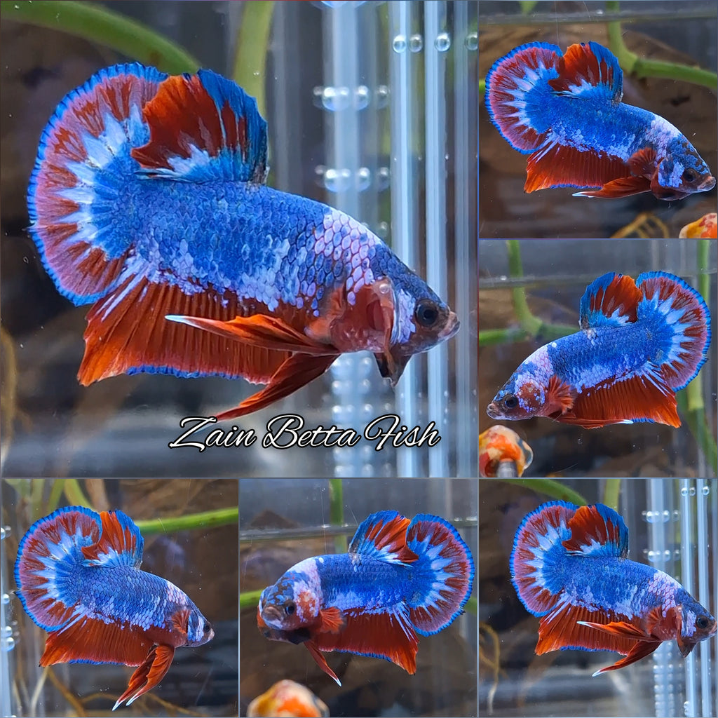 Fancy Blue WS Plakat HMPK Betta Fish Male