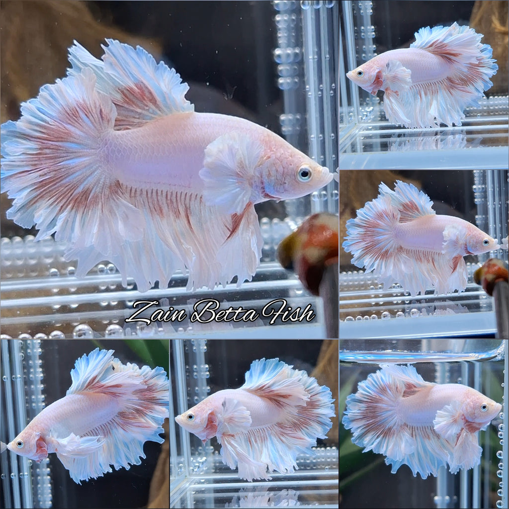 King Feathertail Dumbo Ear Pink Butterfly Betta Fish Male