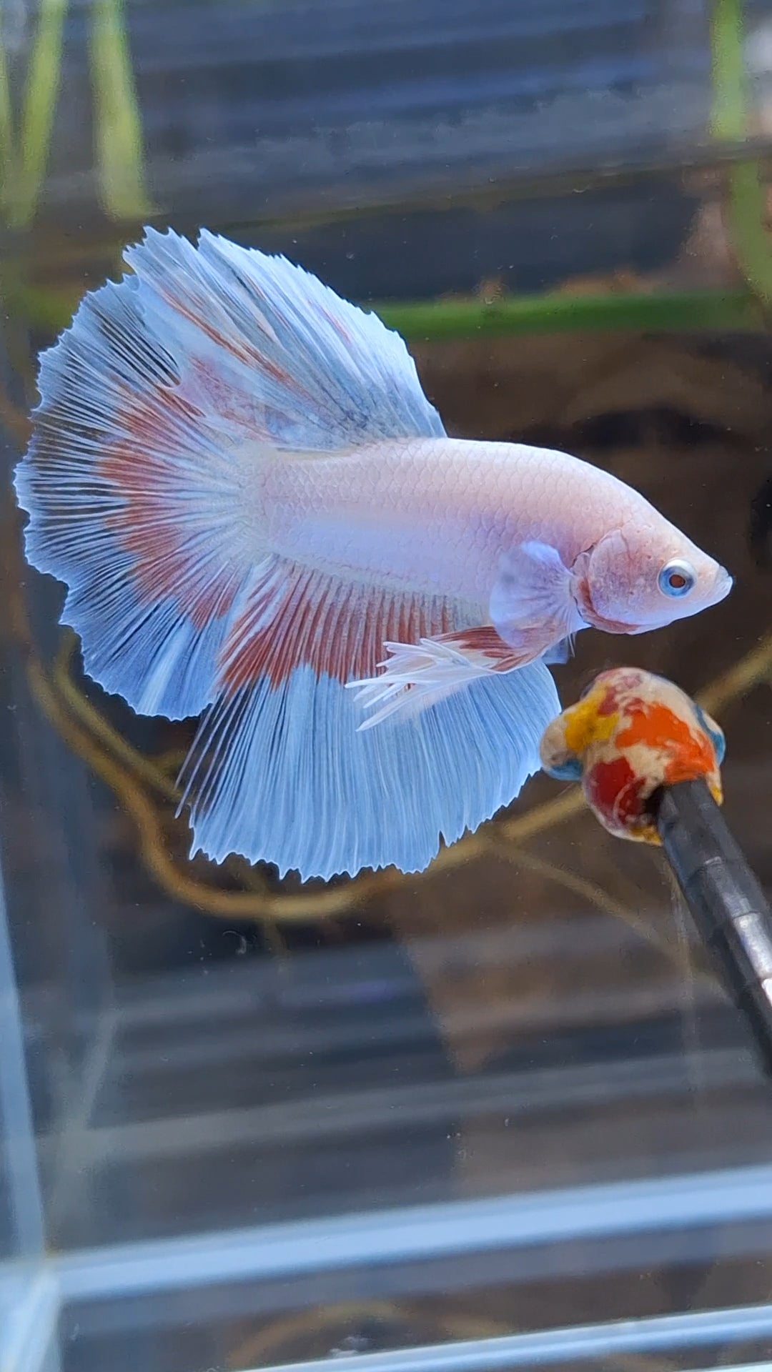 Halfmoon Pink Butterfly Betta Fish Male