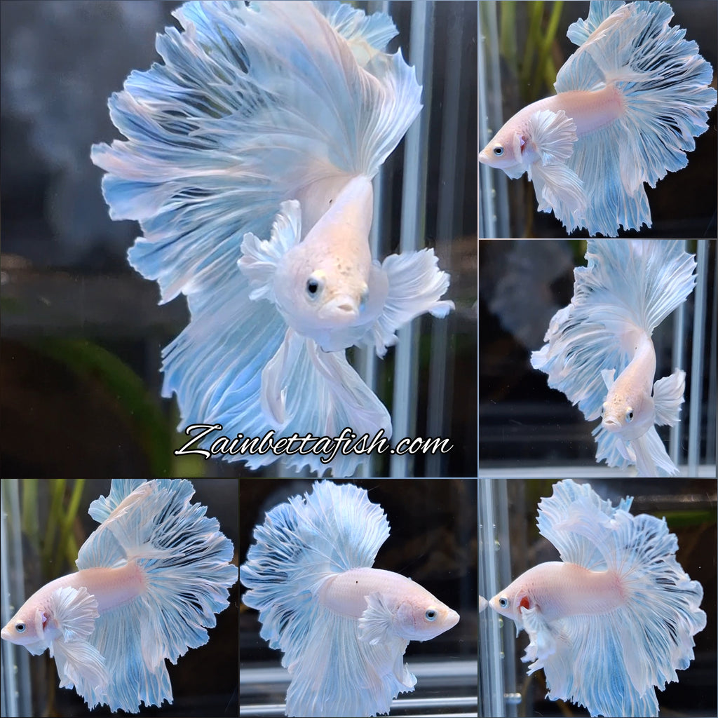 Halfmoon Feathertail Dumbo Ear White Unicorn Betta Fish Male