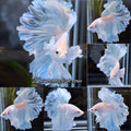 Halfmoon Feathertail Dumbo Ear White Unicorn Betta Fish Male