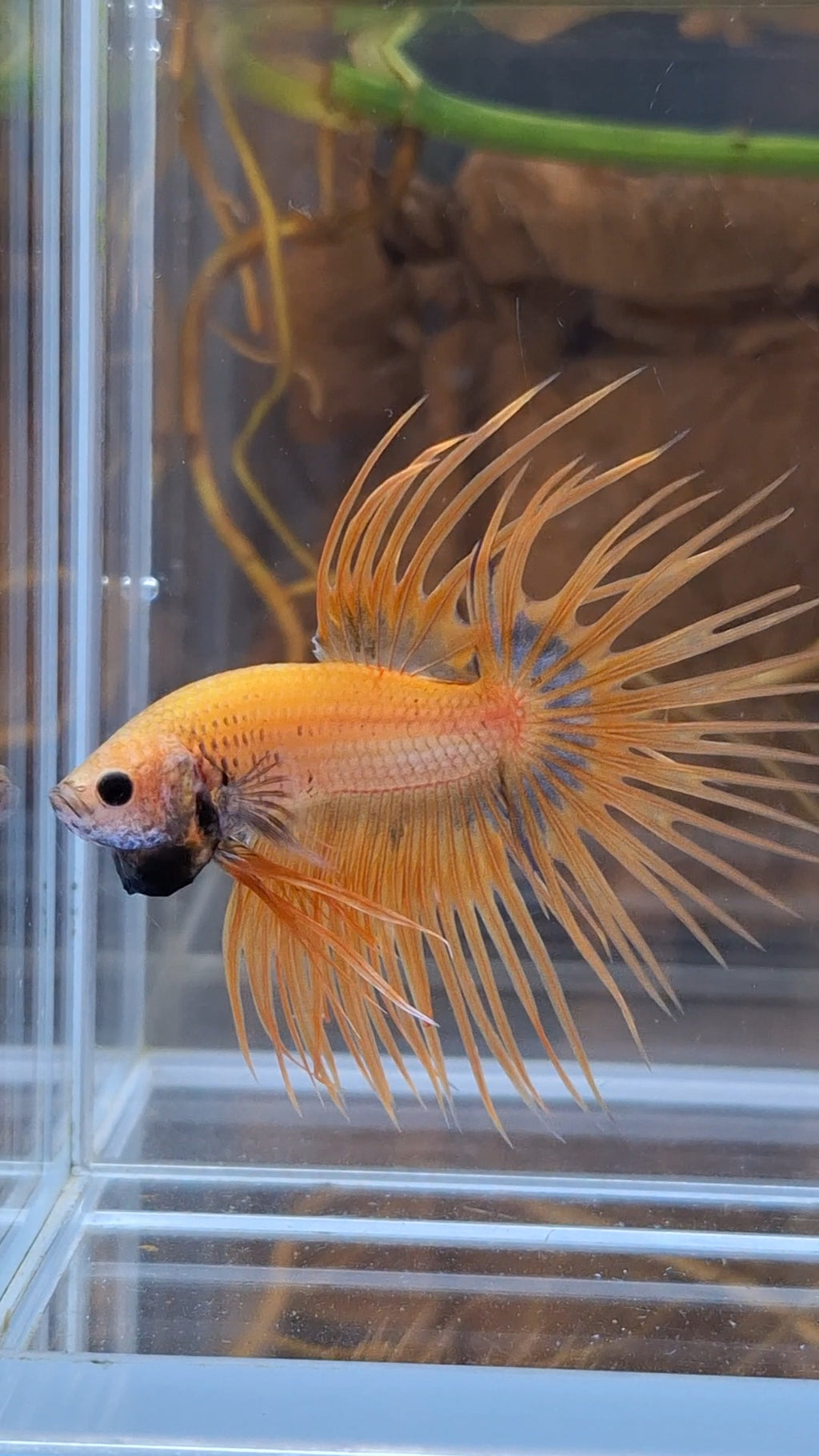 Crowntail Betta Fish Male