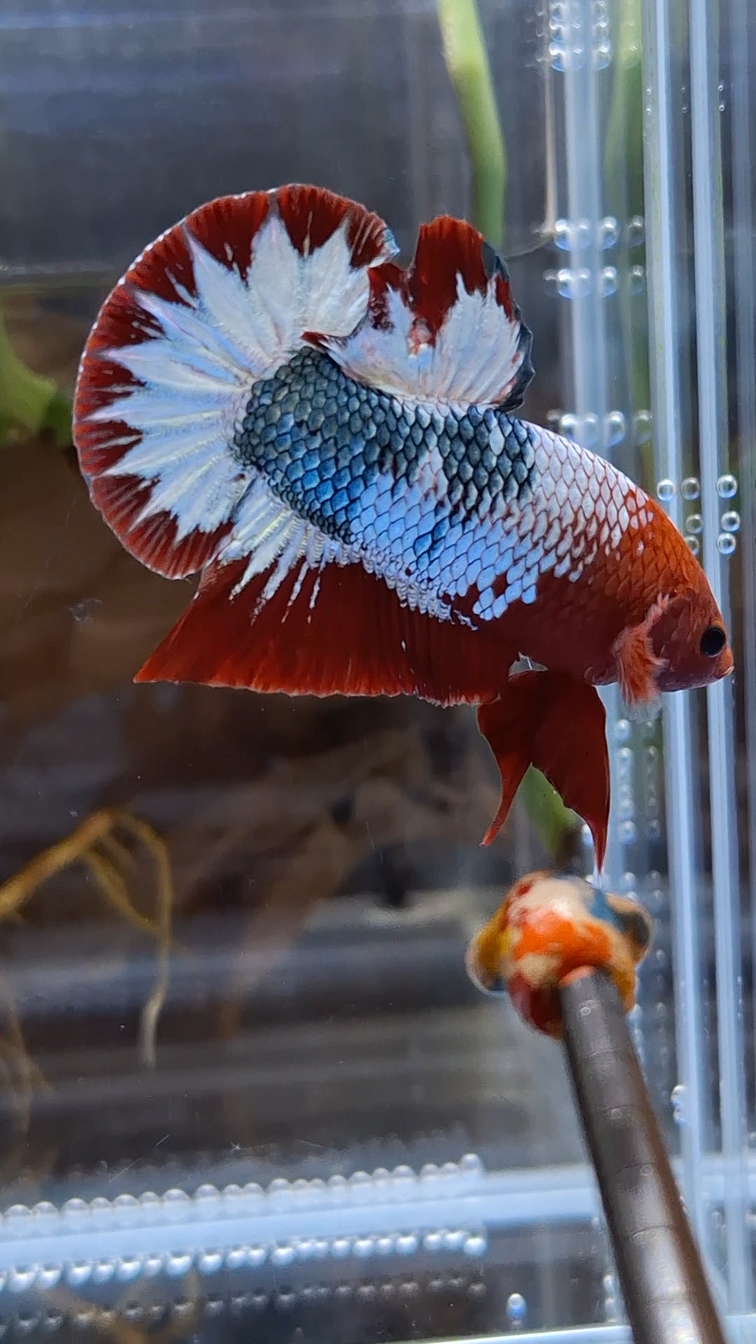 Red Fancy Army FCCP Startail Large Size HMPK Plakat Betta Fish Male