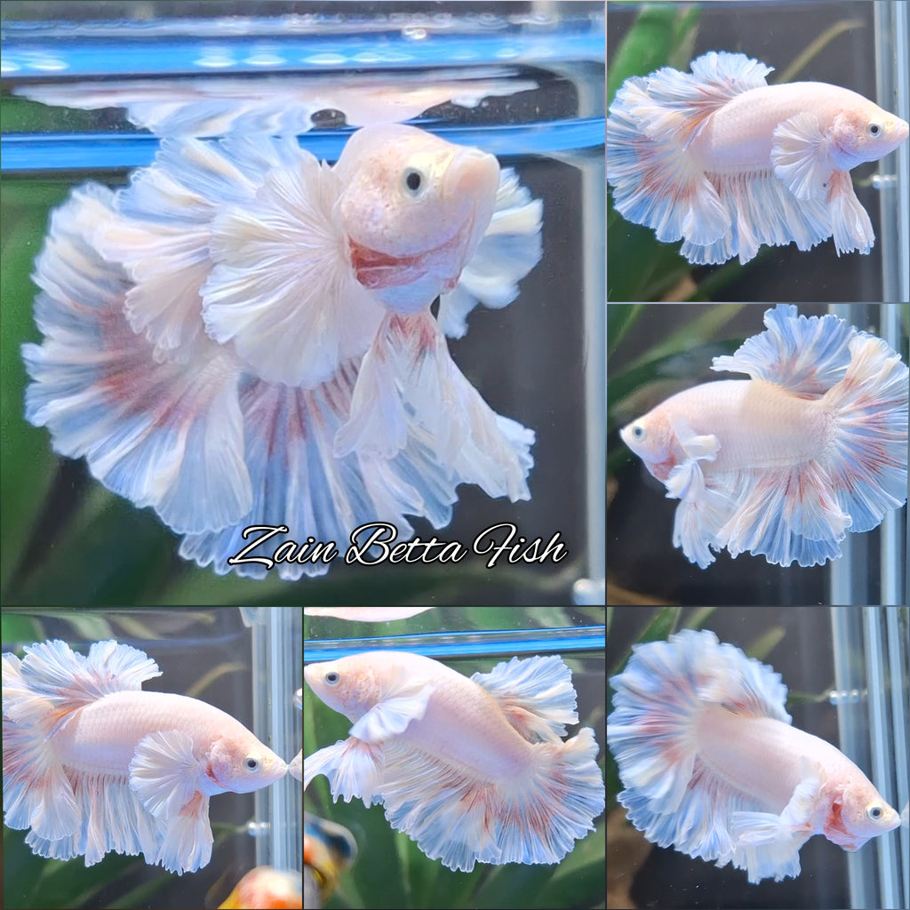 King Feathertail Pink Butterfly Dumbo Ear Junior Rose Ear Betta Fish Male