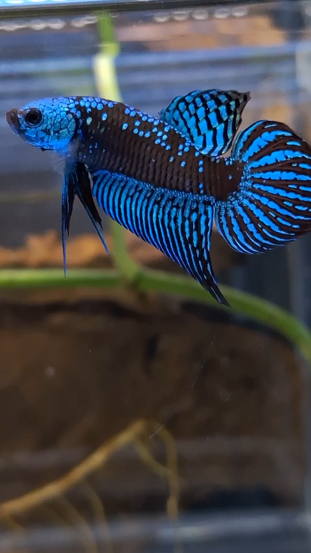 Alien Wild Betta Samurai Green Spadetail Rare Betta Fish Male
