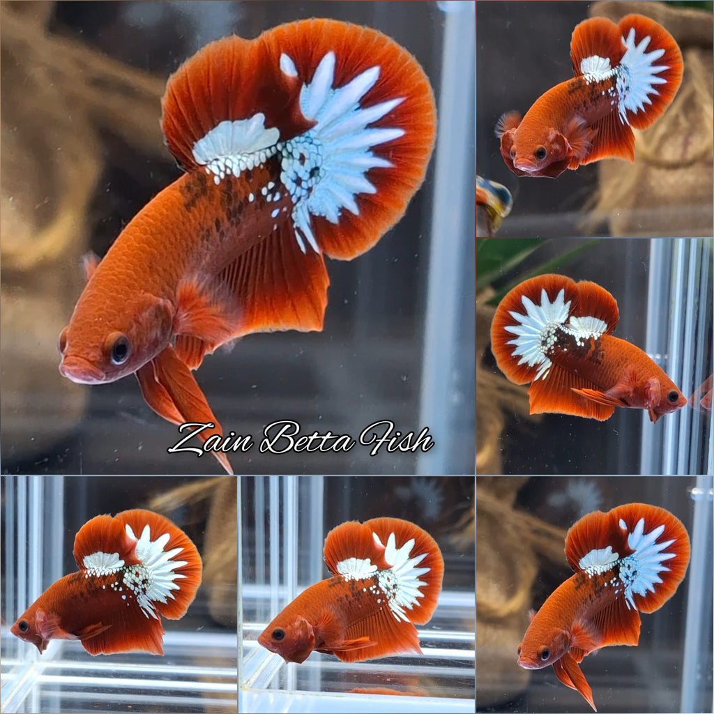 Red Fancy Copper FCCP Startail Plakat HMPK Betta Fish Male