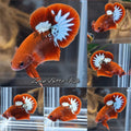 Red Fancy Copper FCCP Startail Plakat HMPK Betta Fish Male