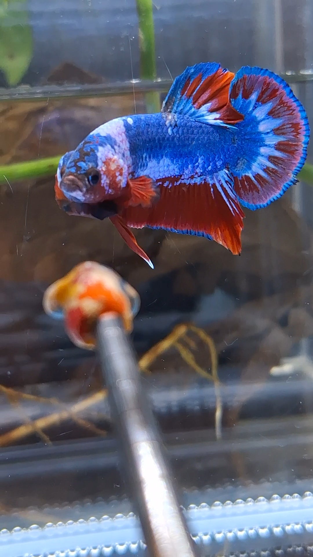 Fancy Blue WS Plakat HMPK Betta Fish Male