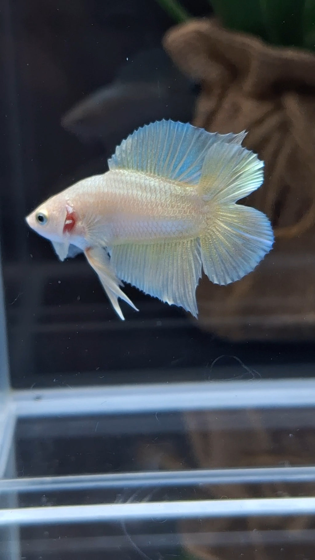 Junior Gold Double Tail Plakat DTPK HMPK Betta Fish Male