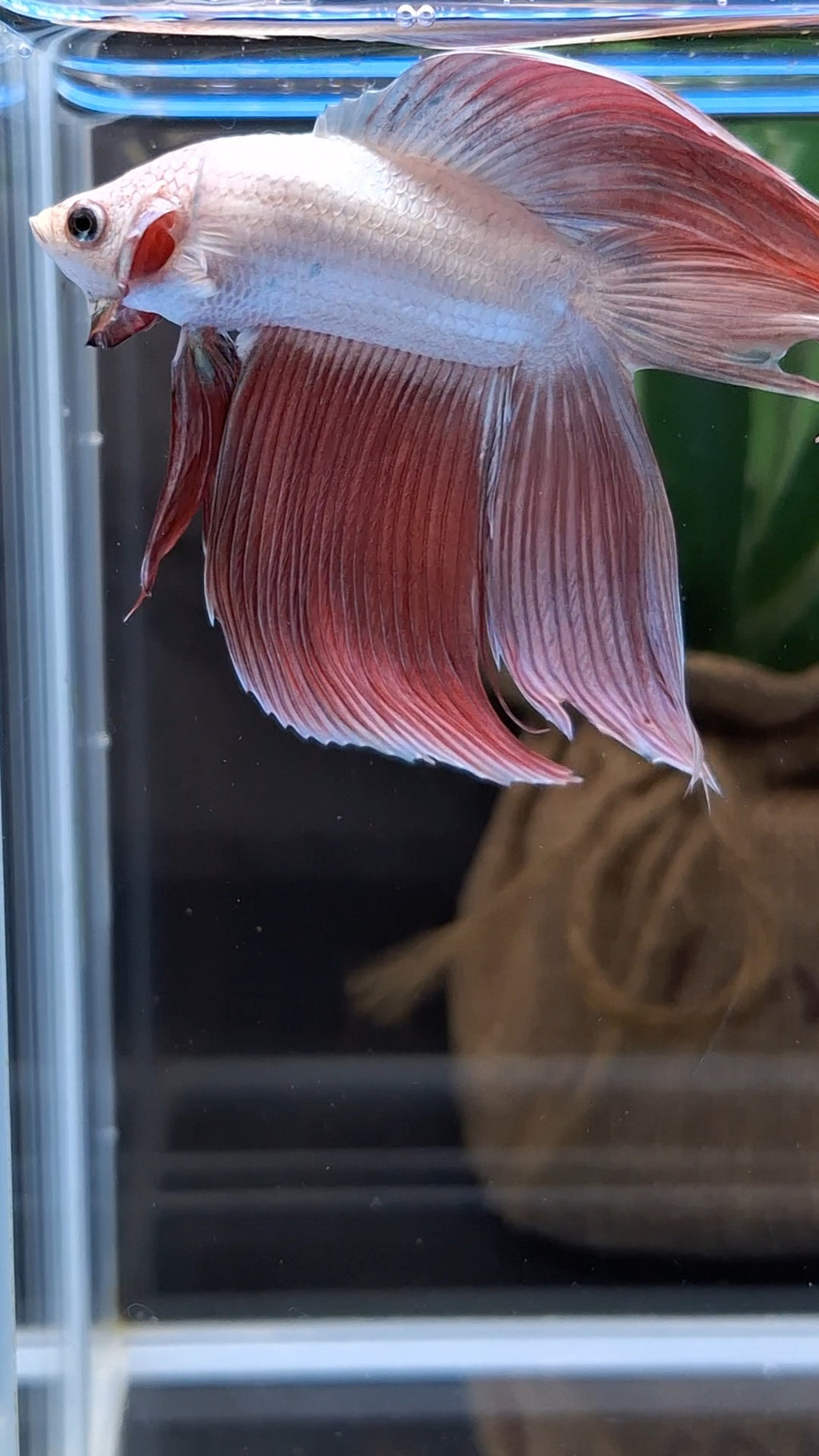 Monster Big XL Size Veiltail Double Tail Rose Gold Rare Betta Fish Male
