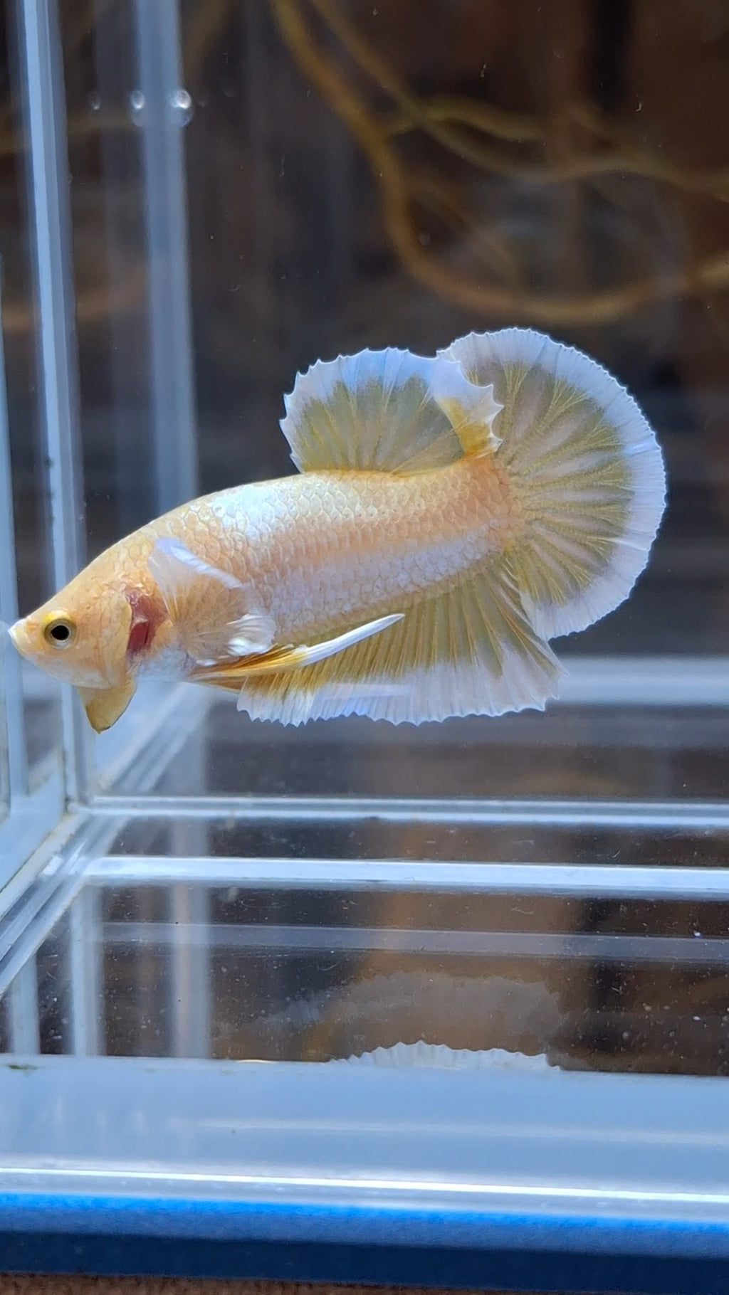 Gold Big Ear Butterfly Plakat Betta Fish Male