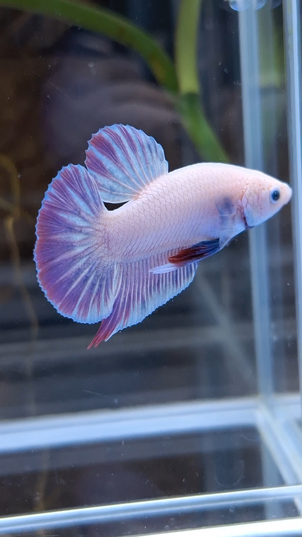 Hologram Aurora Pink Purple Plakat HMPK Rare Betta Fish Male