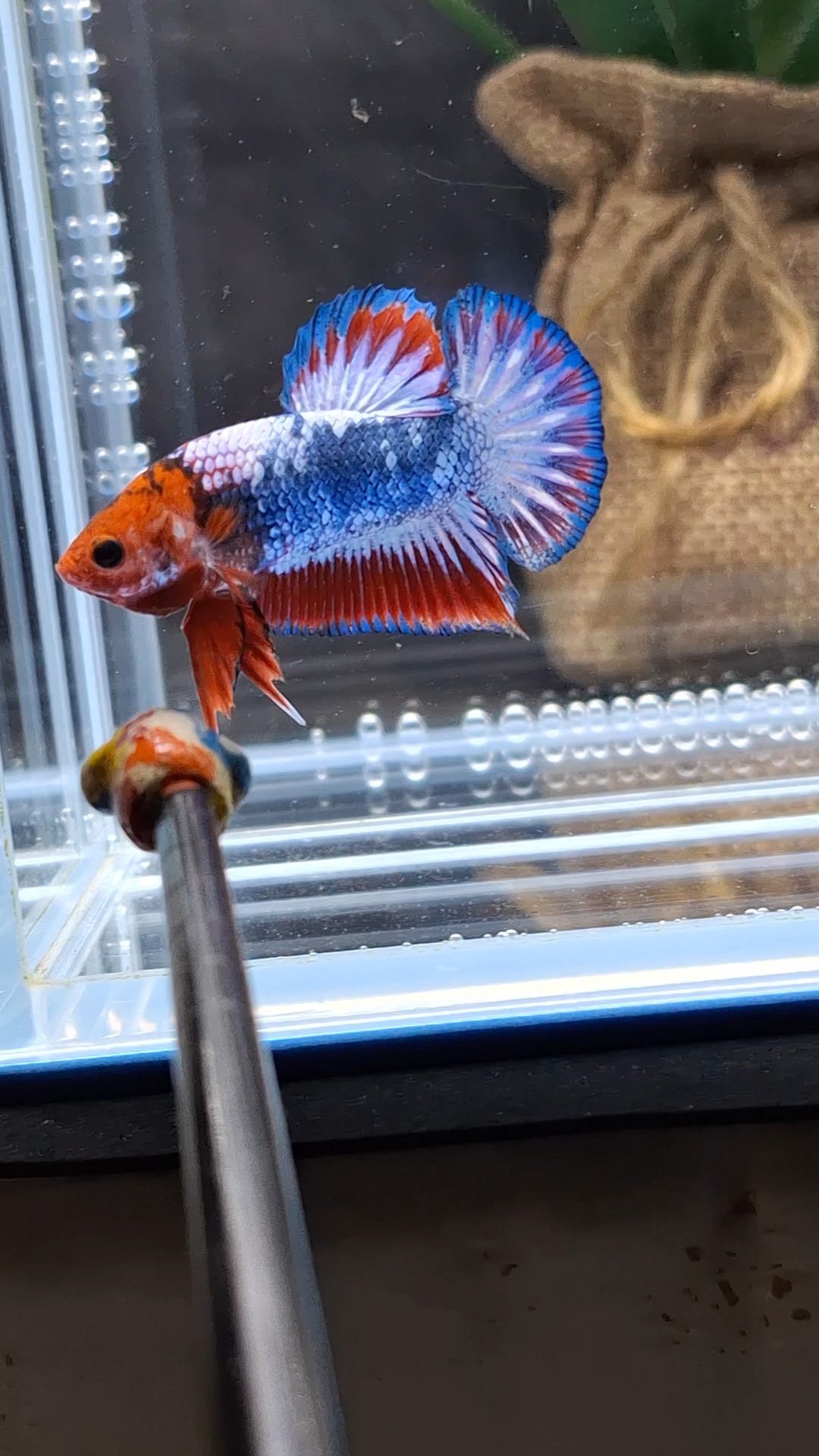 Fancy White Scale Plakat HMPK Betta Fish Male