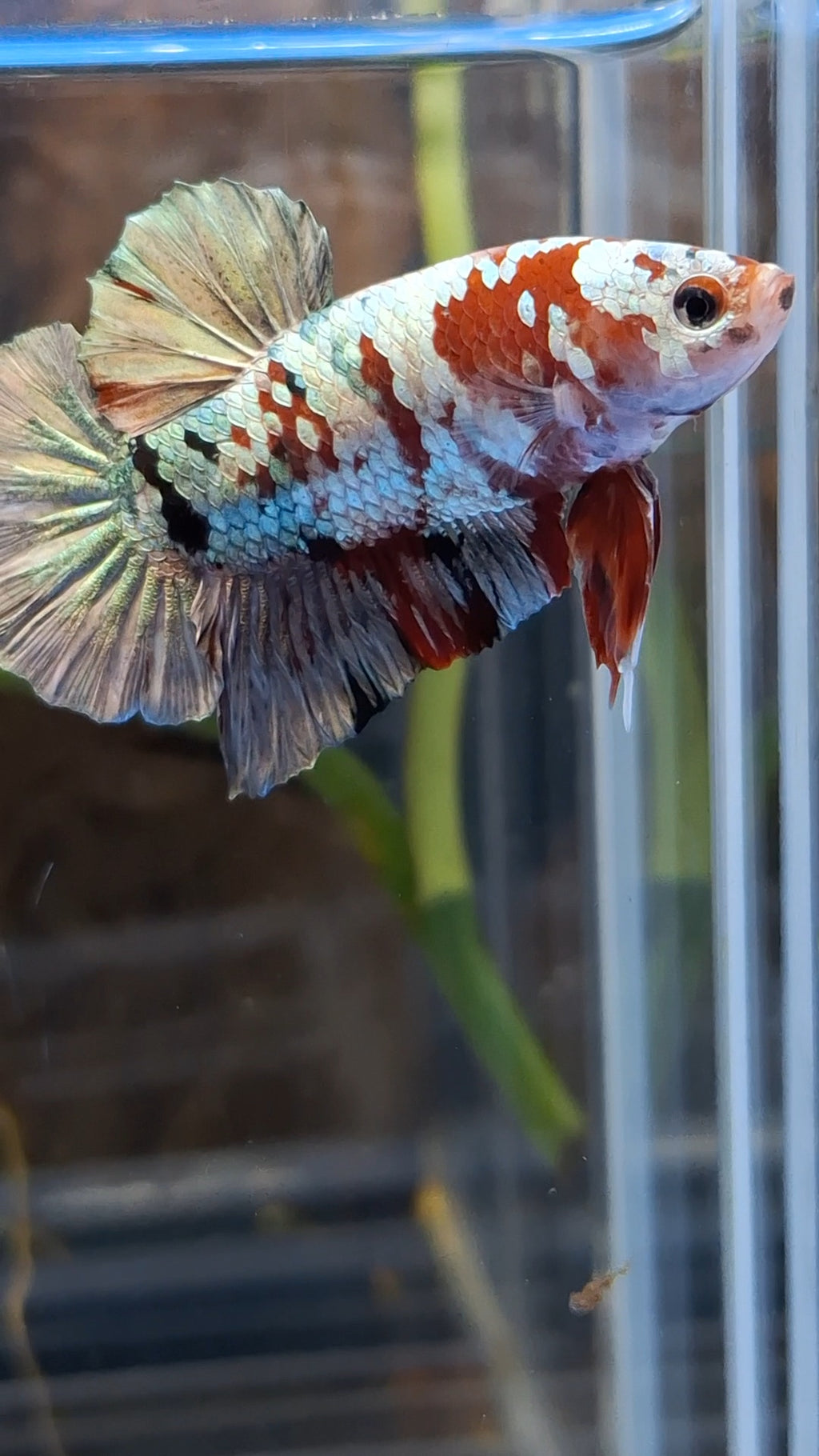 Red Koi Copper Gold Iron Man Plakat HMPK Betta Fish Male