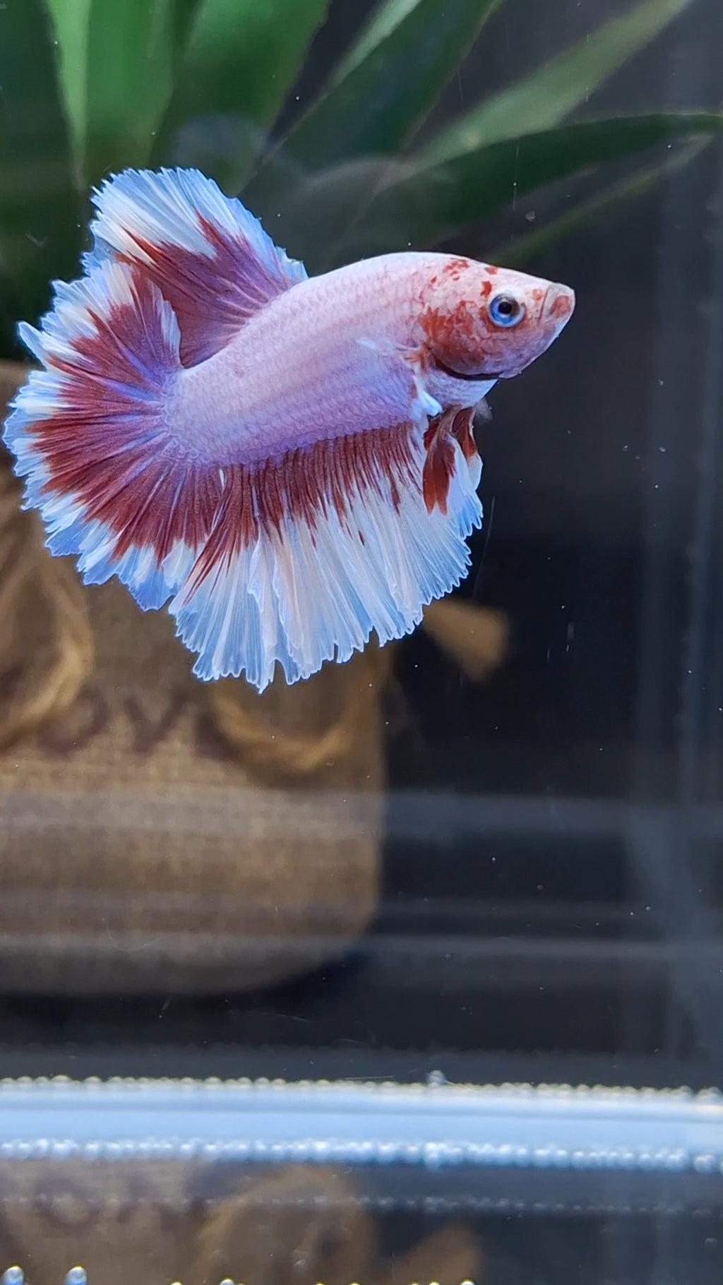 Junior King Feathertail Purple Pink Butterfly Betta Fish Male