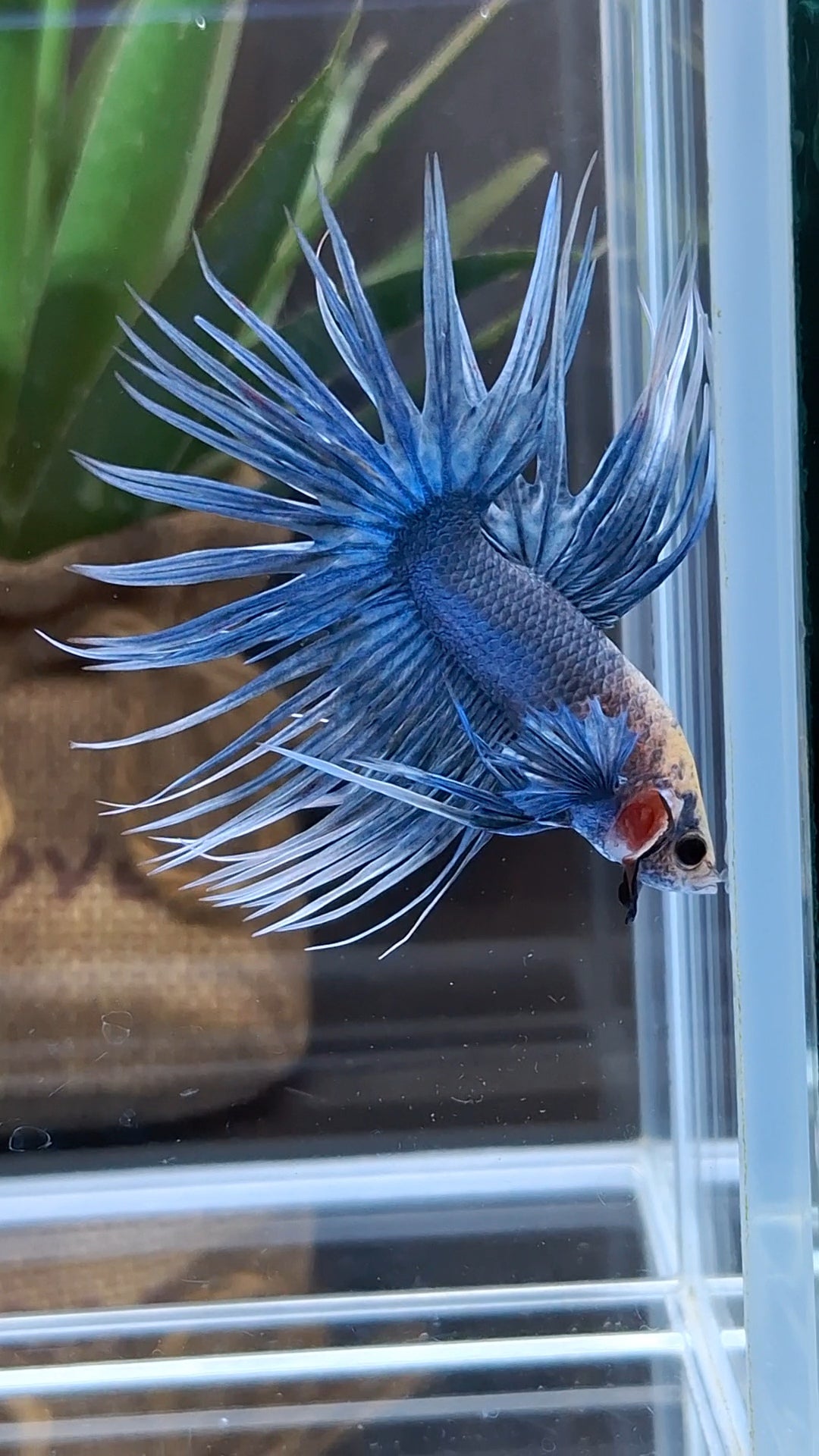Crowntail Grizzle Betta Fish Male