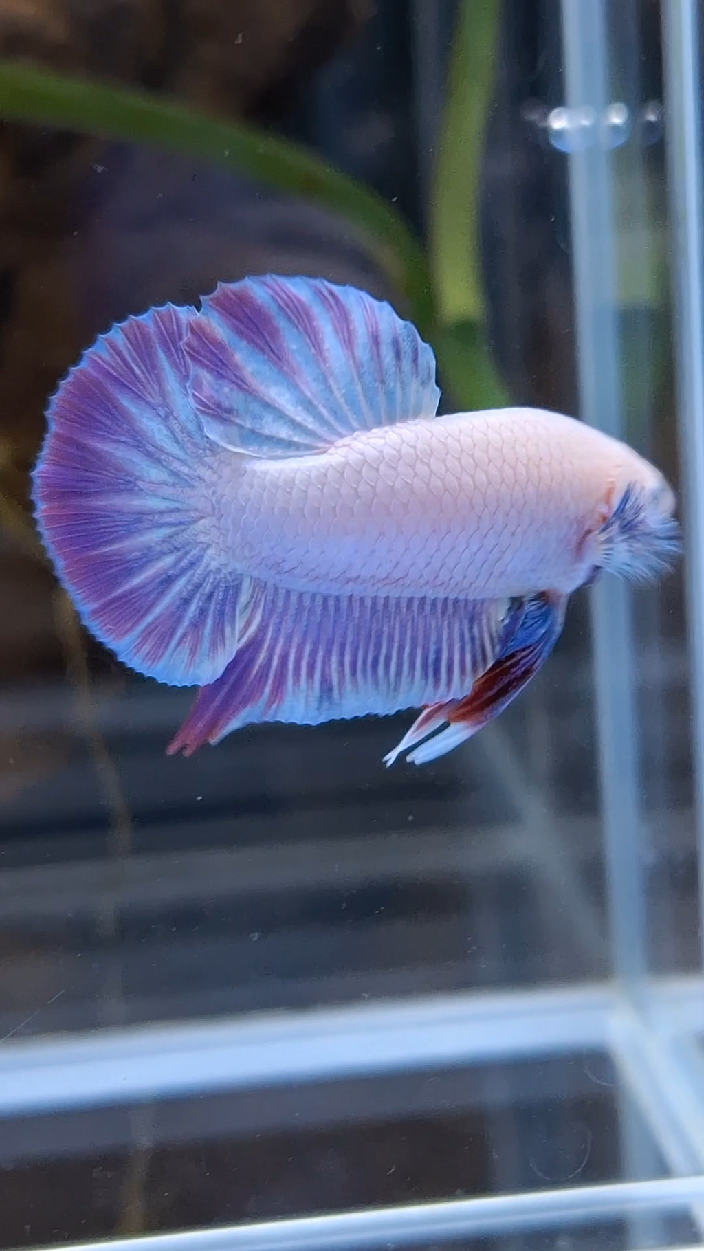 Hologram Aurora Pink Purple Plakat HMPK Rare Betta Fish Male