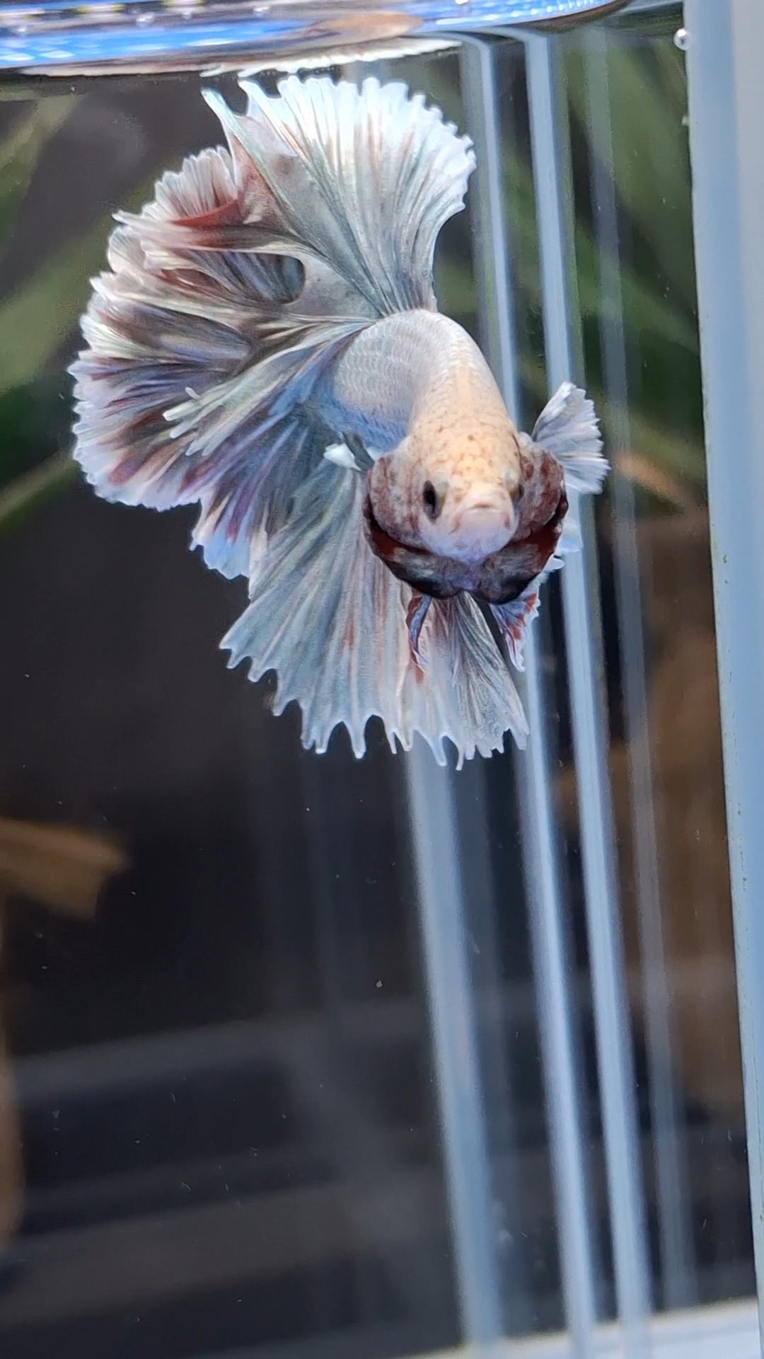 King Feathertail Dumbo Pastel Copper Betta Fish Male