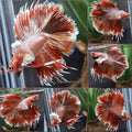 Crowntail Dumbo Ear Rose Gold Color Double Tail Halfmoon Super Rare Betta Fish Male