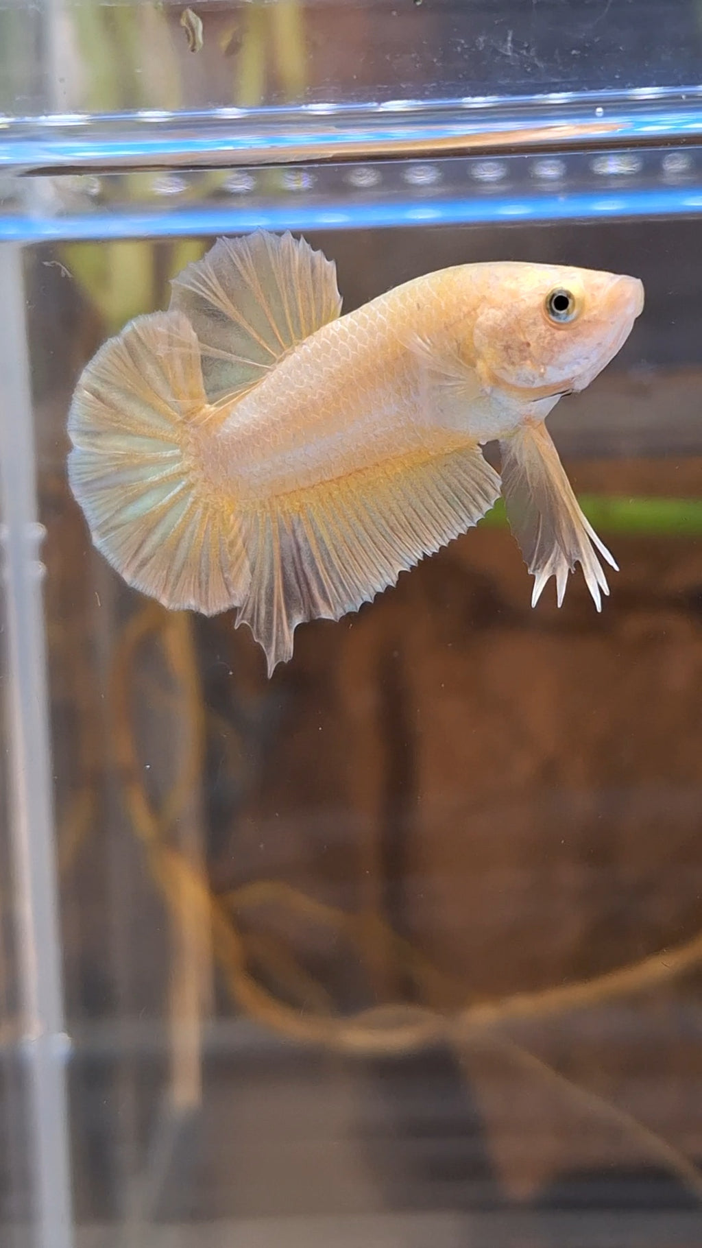 Gold Plakat HMPK Betta Fish Male