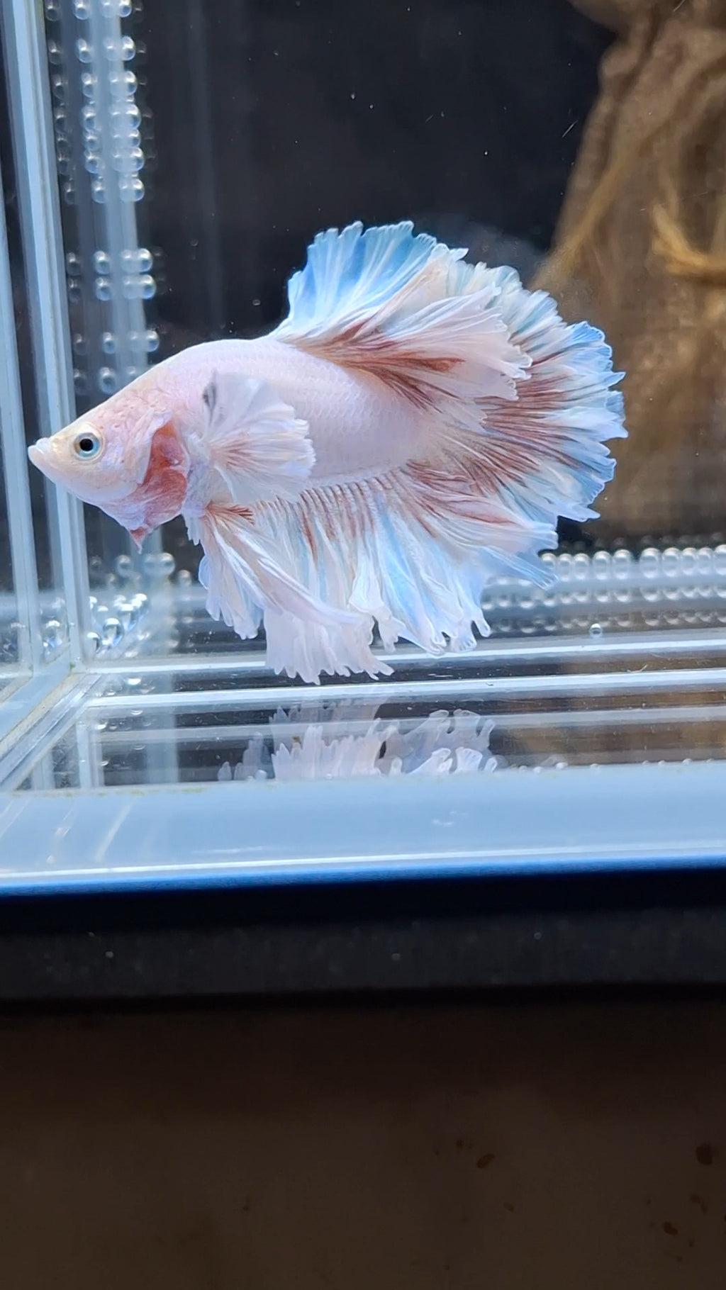 King Feathertail Dumbo Ear Pink Butterfly Betta Fish Male