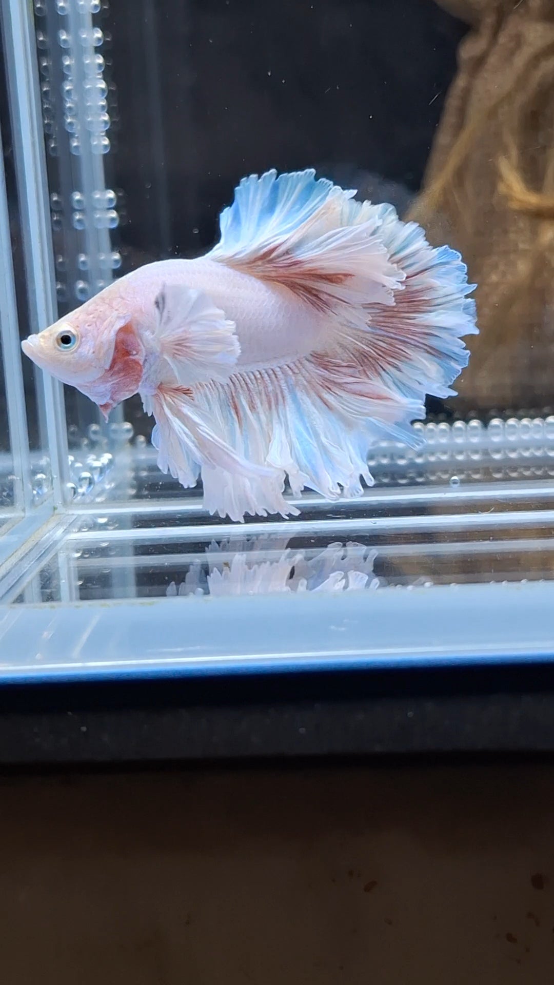 King Feathertail Dumbo Ear Pink Butterfly Betta Fish Male