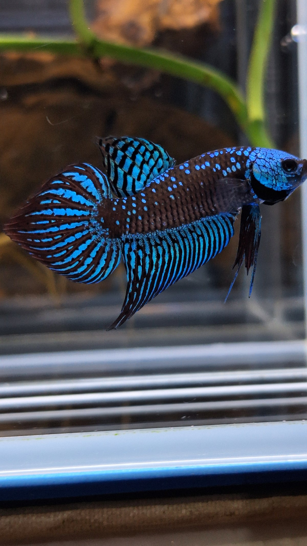 Alien Wild Betta Samurai Green Spadetail Rare Betta Fish Male