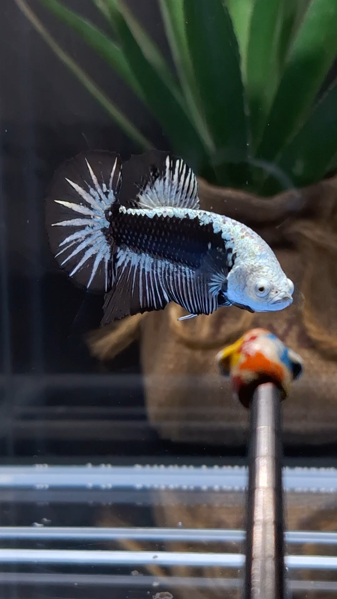 Samurai Plakat HMPK Betta Fish Male
