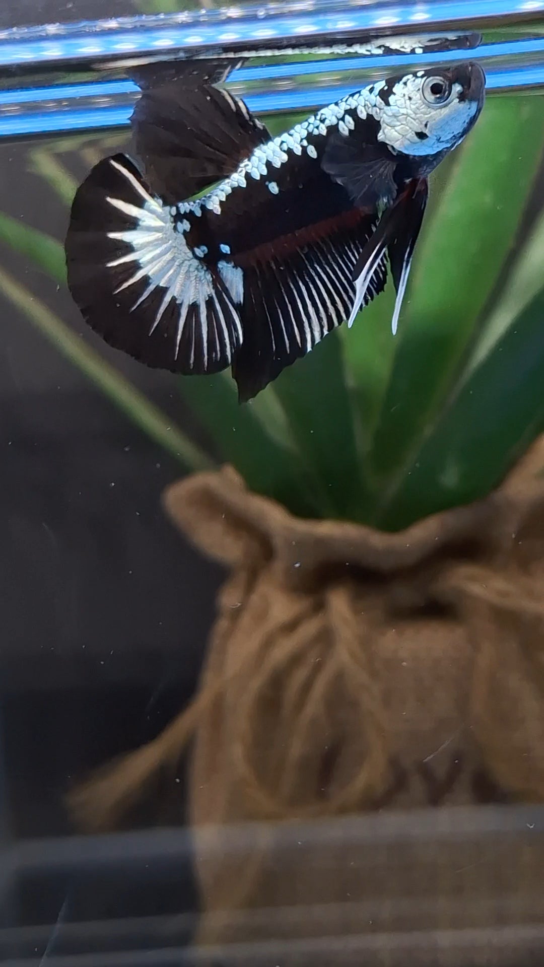 Samurai Black Mamba Snow Plakat HMPK Betta Fish Male