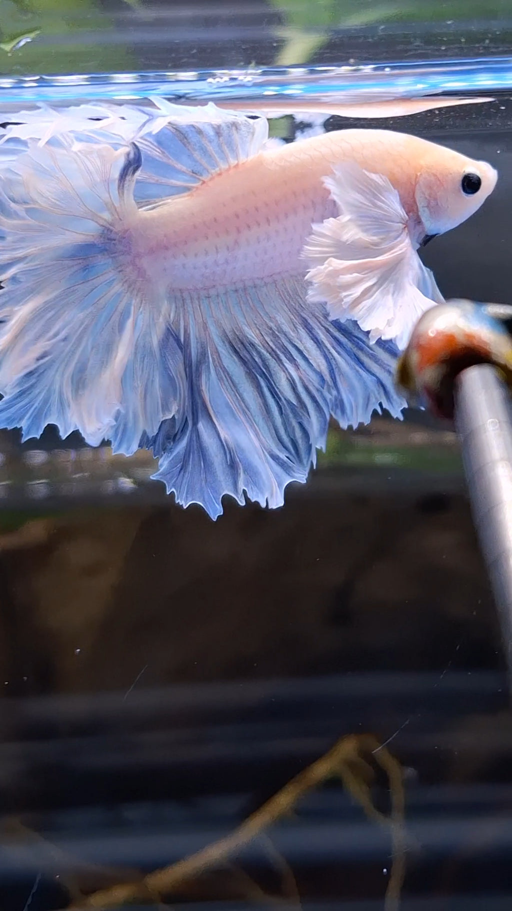 King Feathertail Halfmoon Rose Dumbo Ear Premium Rare Betta Fish Male