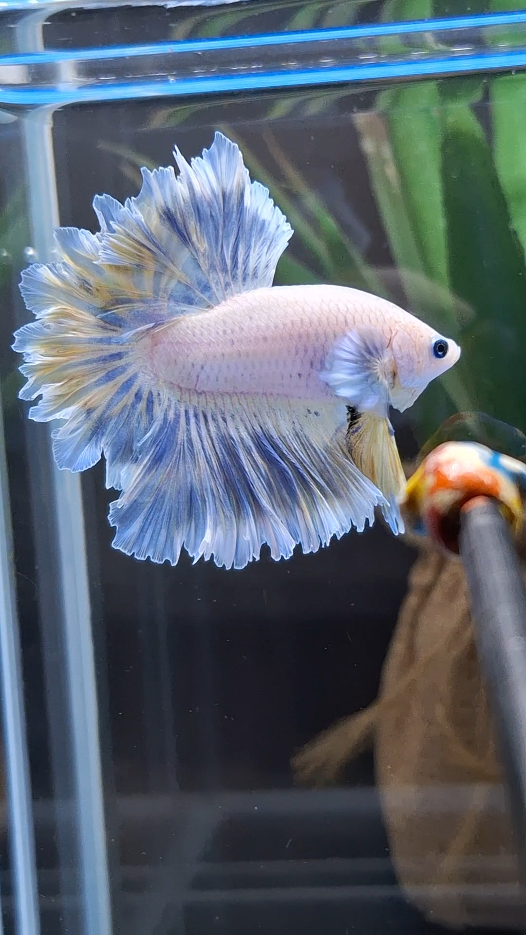 Feathertail Halfmoon Soft Grizzle Yellow Wash Rare Betta Fish Male