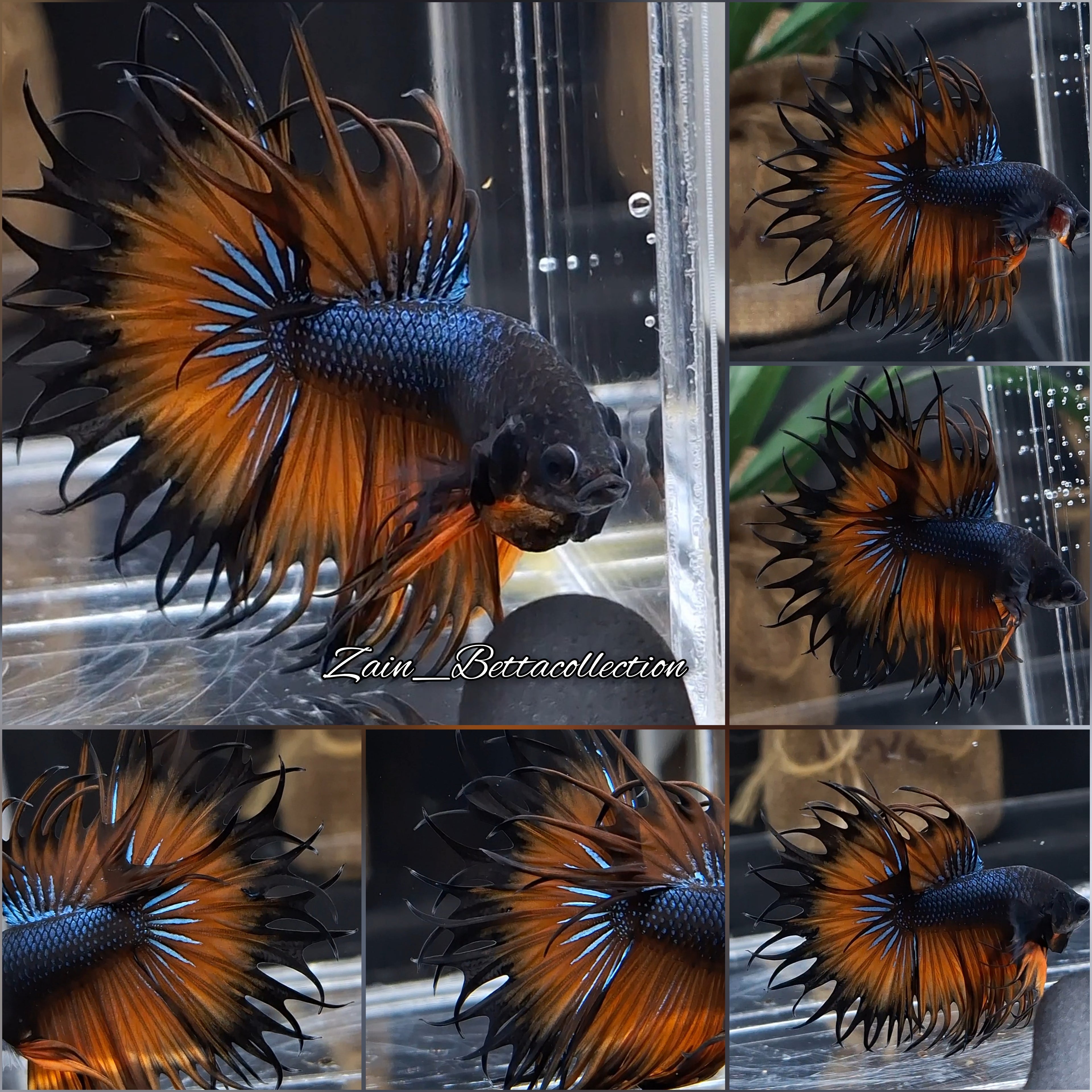 King Crowntail Orange Mustard Gas Betta Fish Male