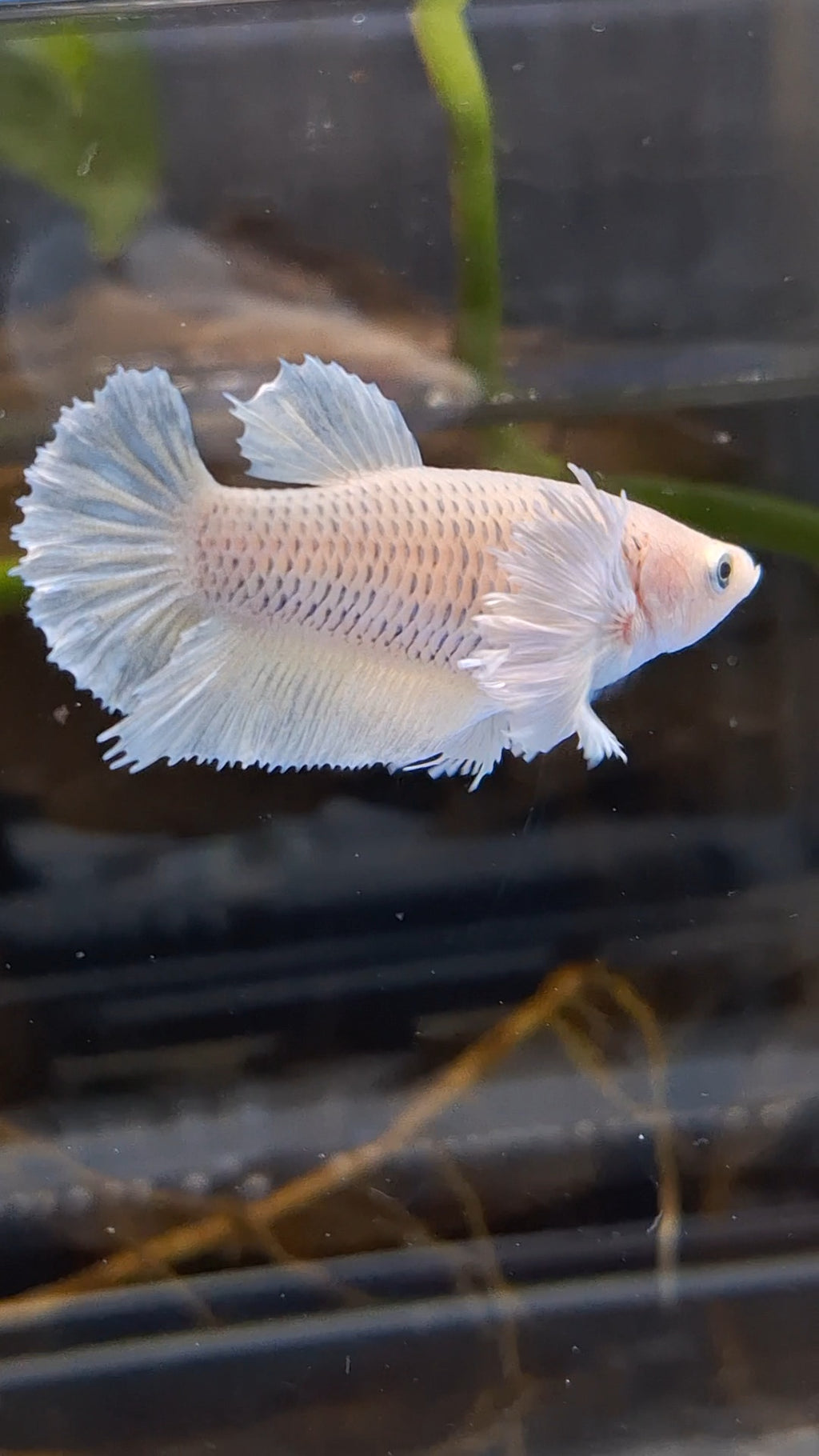 Dumbo Ear Halfmoon Pineapple Soft Yellow Female Betta Fish For Sorority / Breed